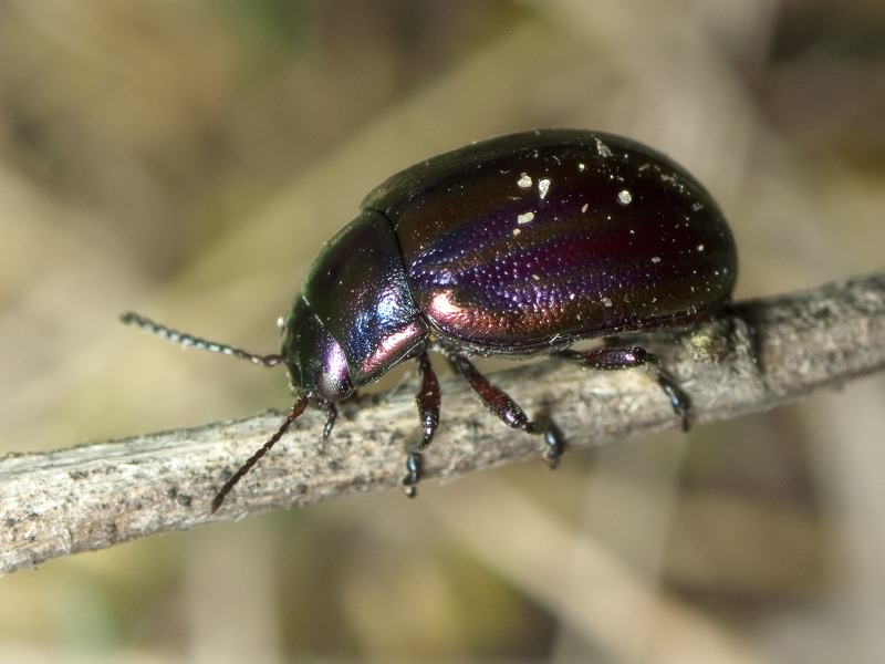 Chrysolina cerealis (Linnaeus, 1767)